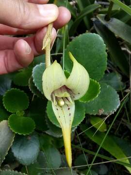 Image of Masdevallia coriacea Lindl.