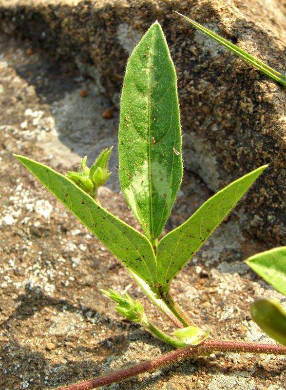 Sivun Vigna unguiculata subsp. stenophylla (Harv.) Marechal et al. kuva