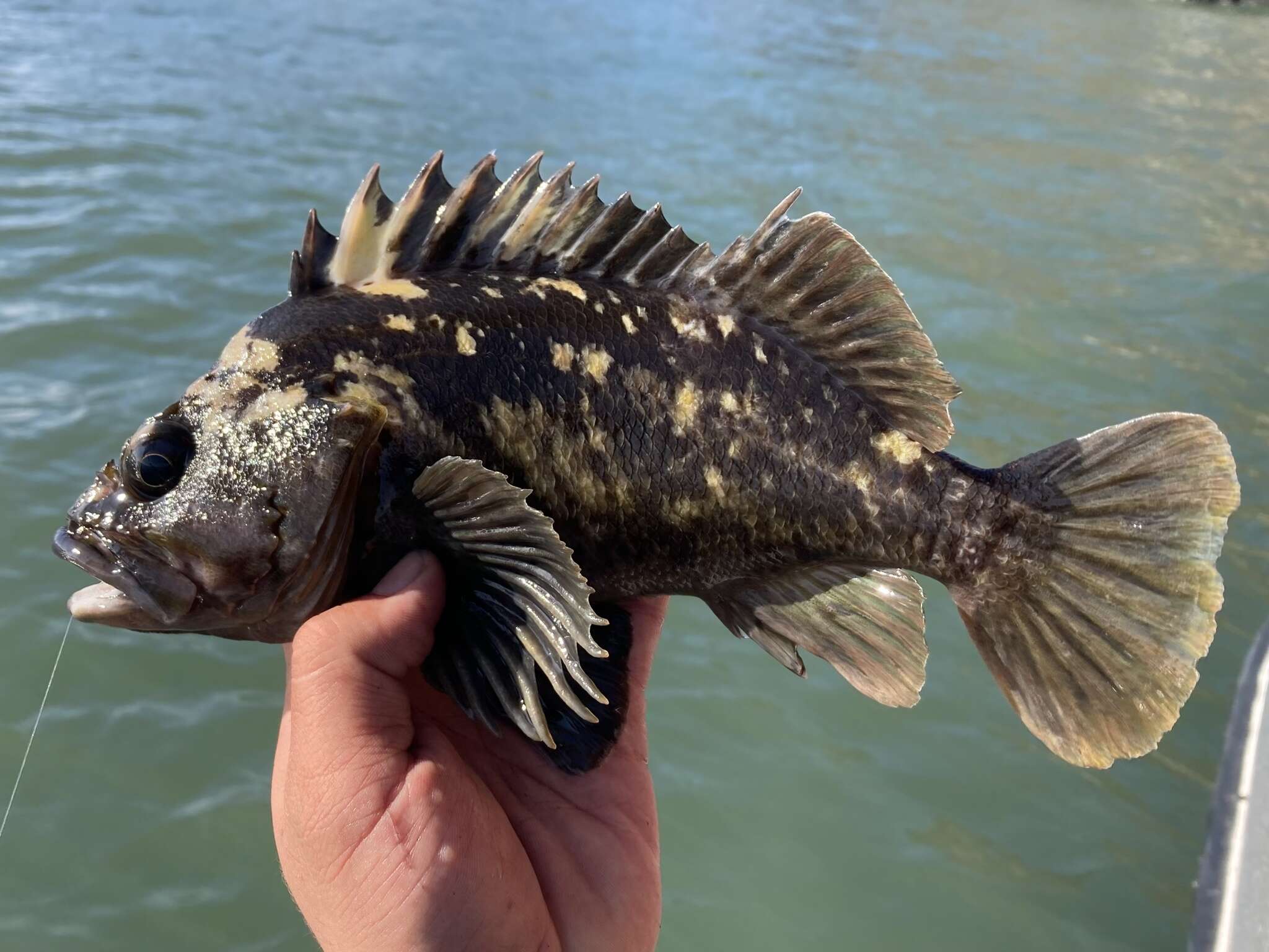 Image of Black-and-yellow rockfish