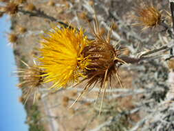 Image of Centaurea onopordifolia Boiss.