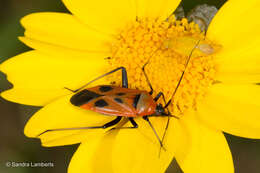 Image of Calocoris nemoralis (Fabricius 1787)