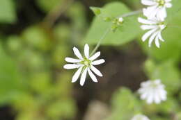 Imagem de Stellaria cuspidata subsp. prostrata (Baldwin) J. K. Morton