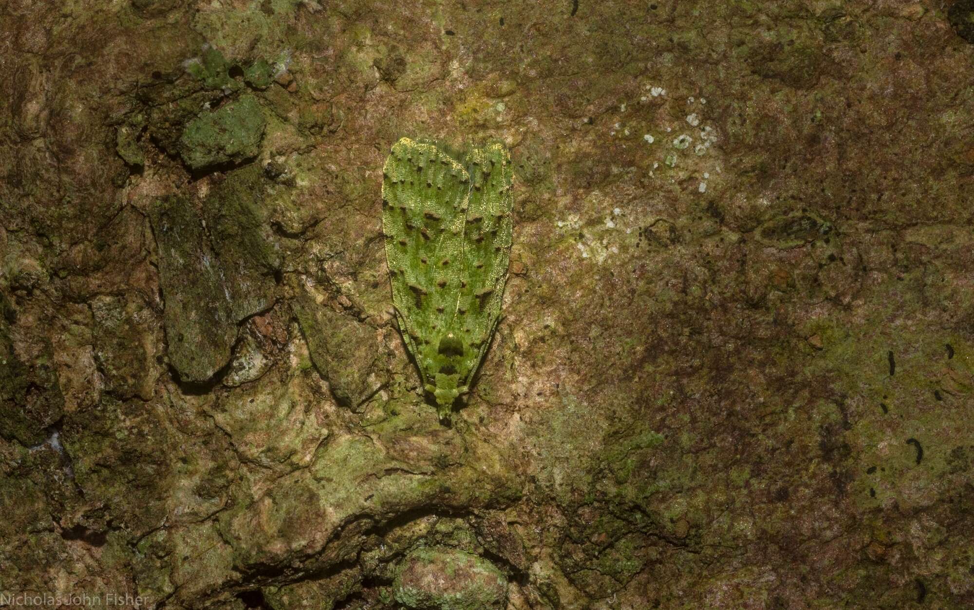 Image of Phycomorpha prasinochroa (Meyrick 1906)