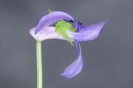 Image of Viola metajaponica Nakai