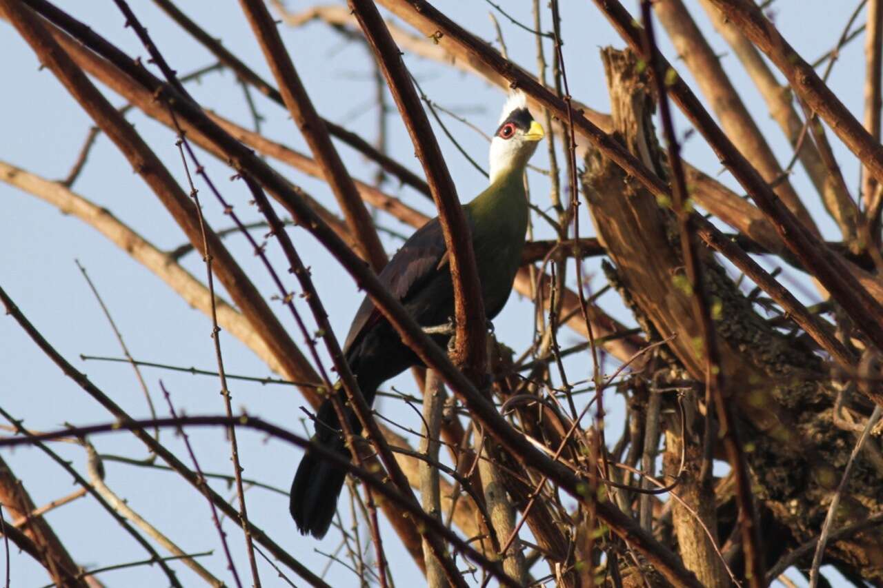 Image of White-crested Turaco
