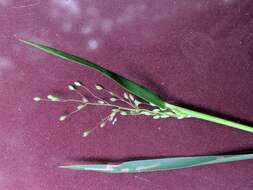 Panicum acuminatum var. densiflorum (E. L. Rand & Redfield) Lelong的圖片