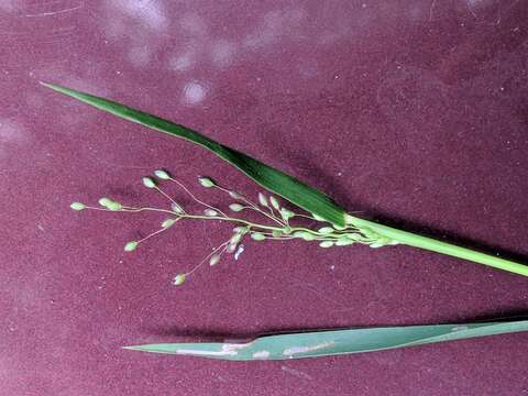 Image of Eaton's rosette grass