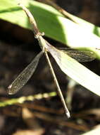 Imagem de Lestes virgatus (Burmeister 1839)