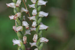 Image of Yellow nodding lady's tresses