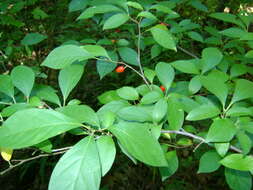 Image of northern spicebush