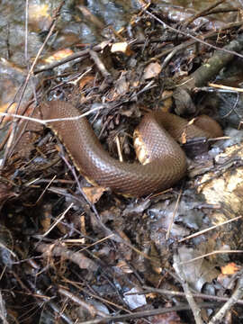 Image of Cottonmouth