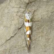 Image de Argyresthia calliphanes Meyrick 1913