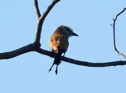 Image of Racket-tailed Roller