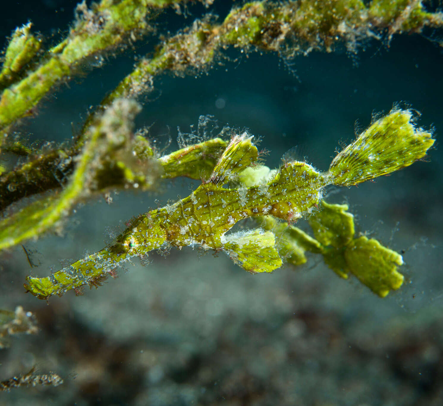 Image of Halimeda ghostpipefish