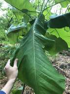 Image of Big-Leaf Magnolia