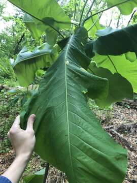 Image of Big-Leaf Magnolia