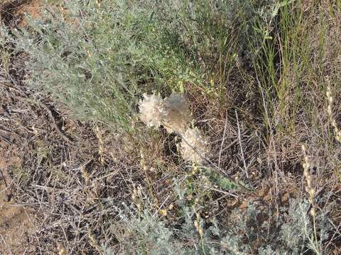 Image de Astragalus vulpinus Willd.