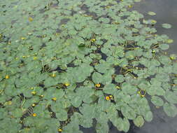 Image de Nuphar rubrodisca Morong