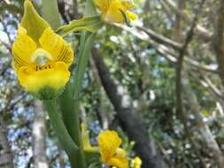 Image of Chloraea galeata Lindl.