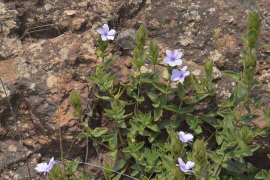 Image of Barleria ovata E. Mey. ex Nees