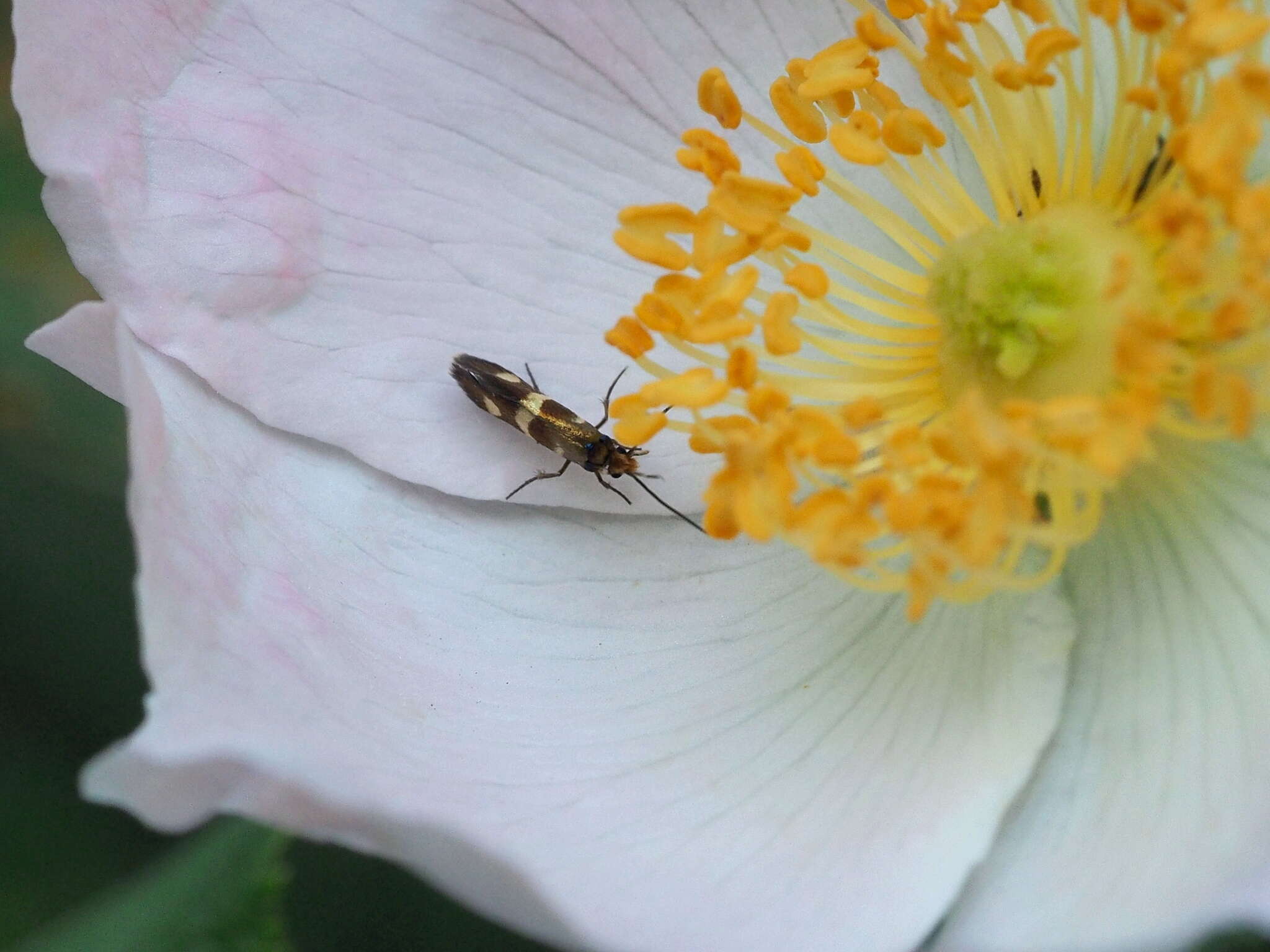 Imagem de Micropterix maschukella Alphéraky 1870