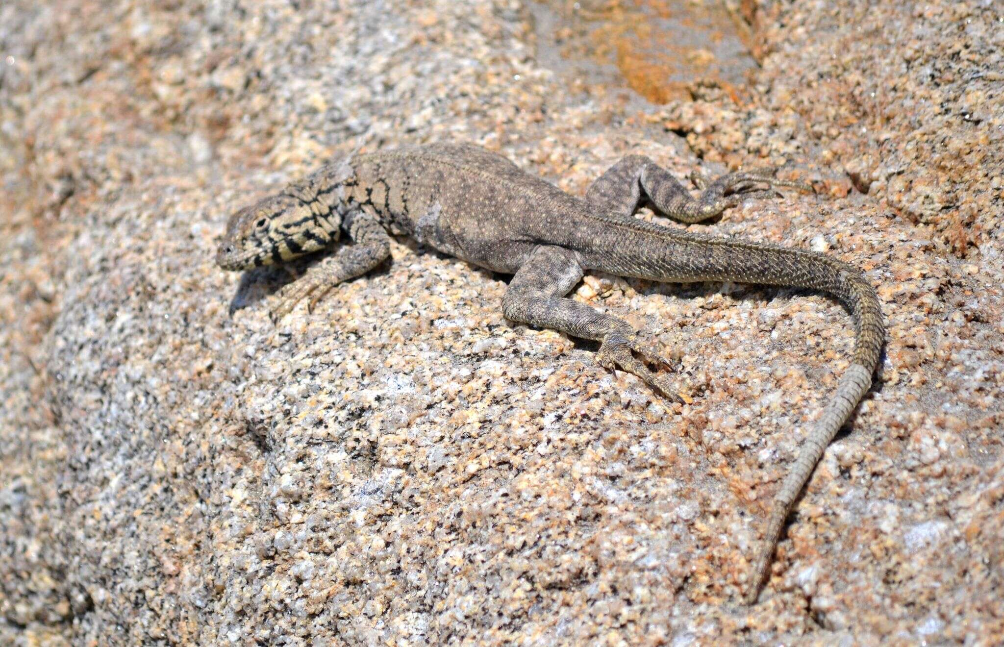 Image of Peru Pacific Iguana