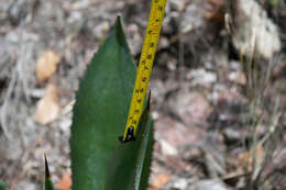 Слика од Agave maximiliana var. maximiliana