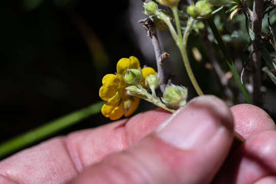 Image of combleaf cinquefoil