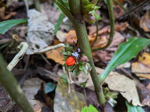 Image de Amischotolype glabrata Hassk.