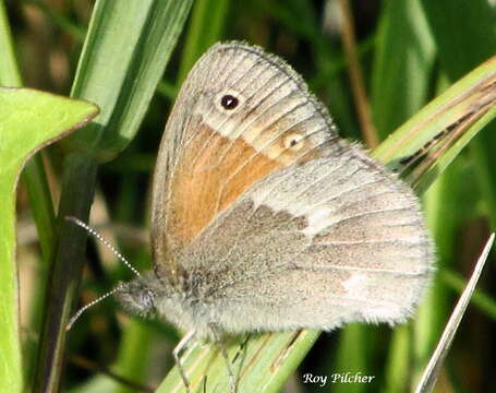 Image of Coenonympha california Westwood (1851)