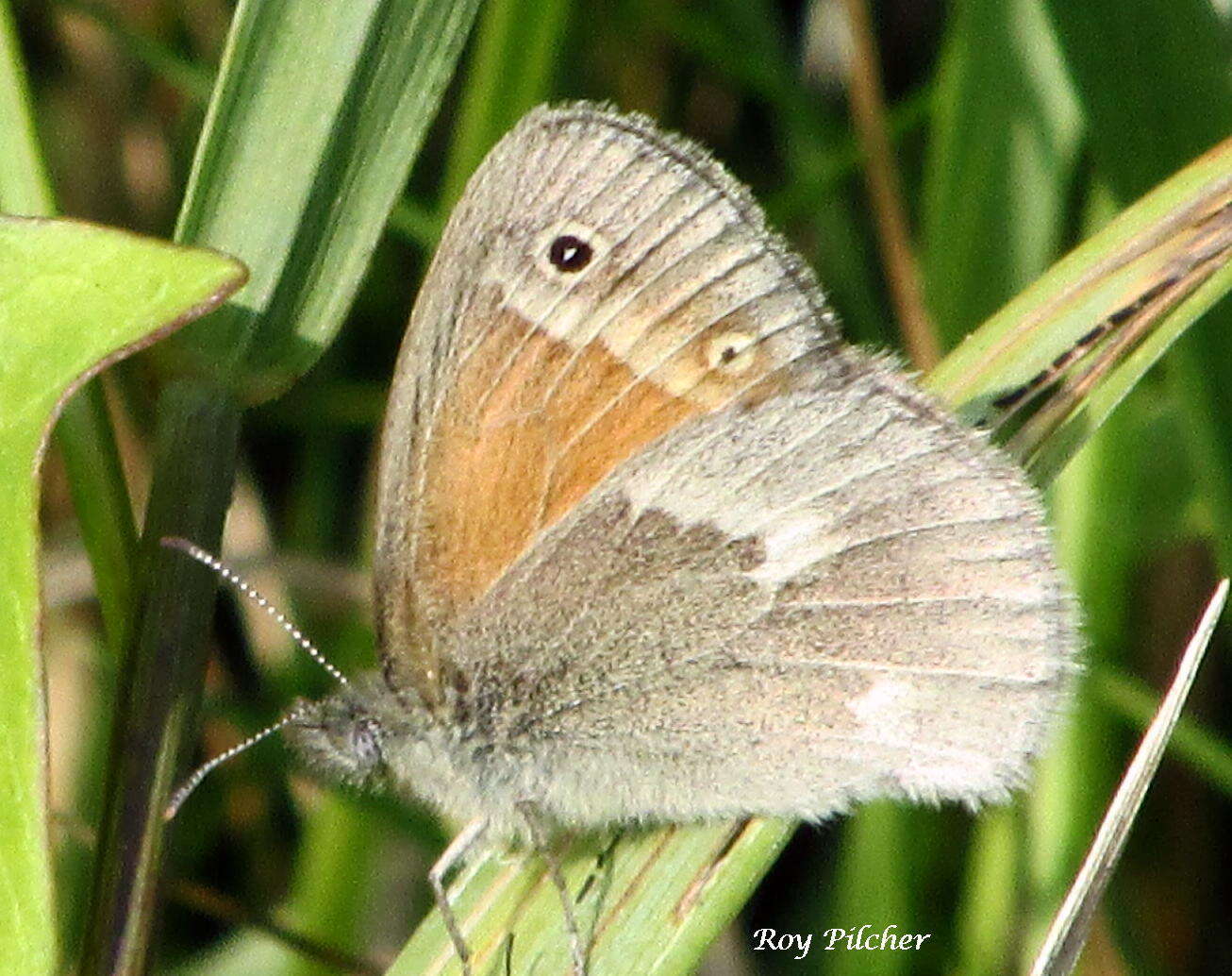 Coenonympha california Westwood (1851) resmi