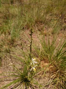 Image of Chlorophytum recurvifolium (Baker) C. Archer & Kativu