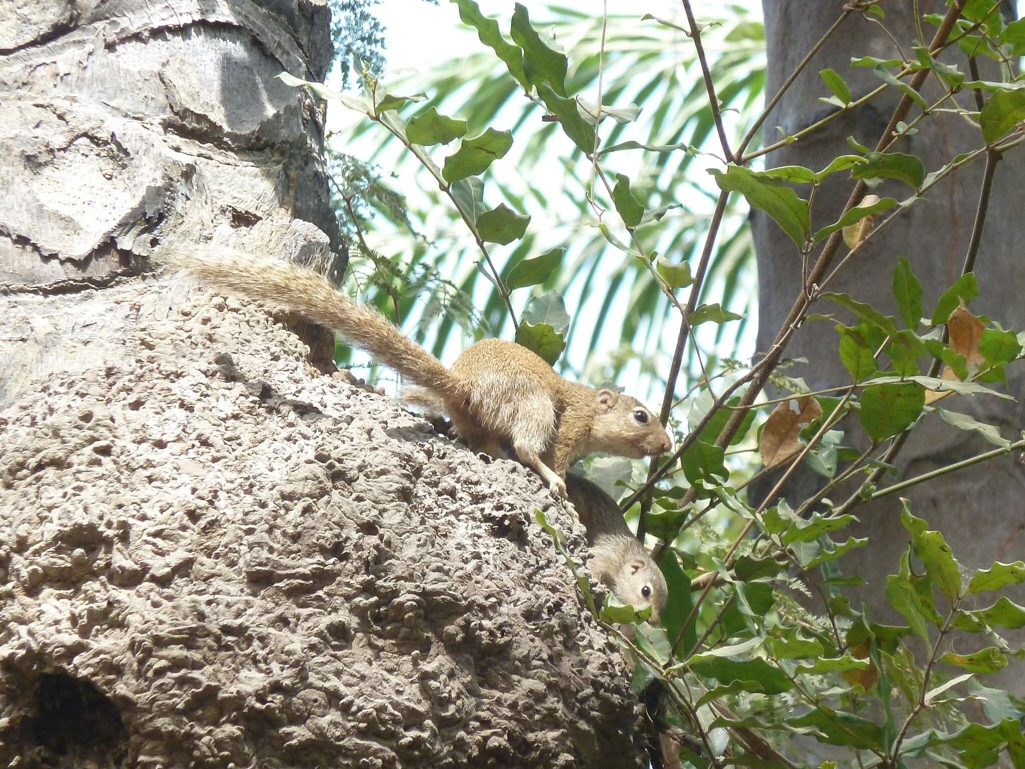 Image of Gambian Sun Squirrel