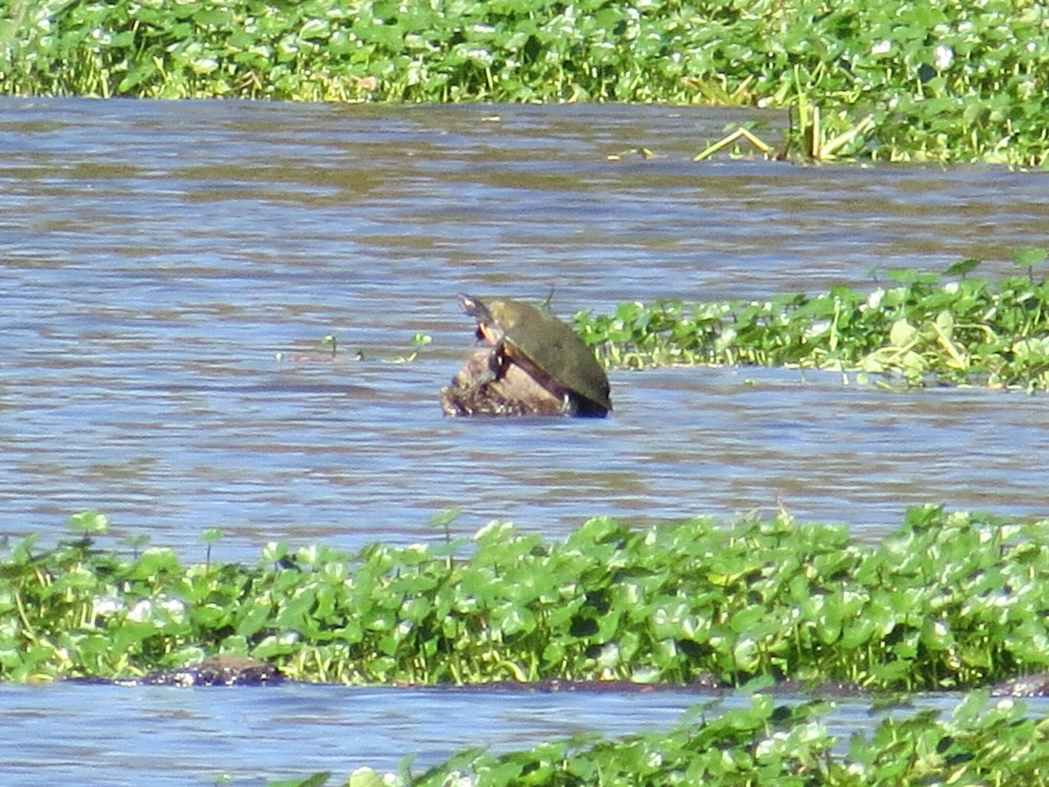 Image of Eastern River Cooter