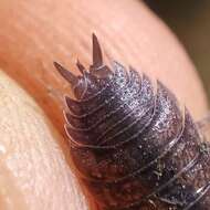 Image of Porcellio dispar Verhoeff 1901