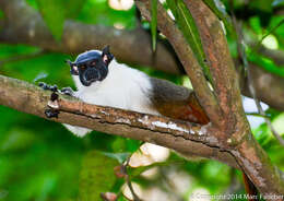 Image of Brazilian Bare-faced Tamarin