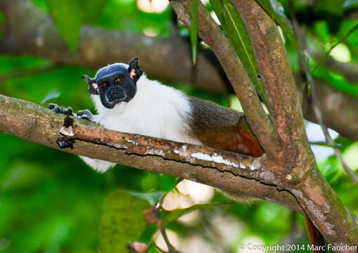 Image of Brazilian Bare-faced Tamarin