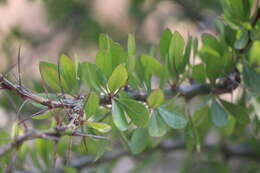 Image of Fouquieria fasciculata (Willd. ex Roem. & Schult.) Nash