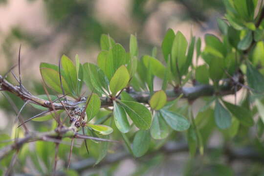 Imagem de Fouquieria fasciculata (Willd. ex Roem. & Schult.) Nash