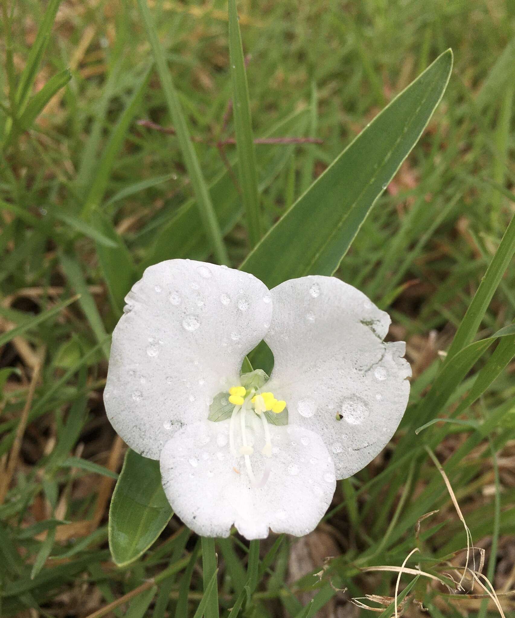 Image of Commelina platyphylla Klotzsch ex Seub.