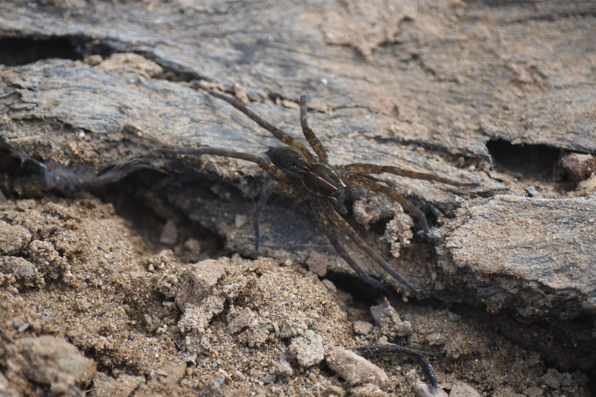 صورة Dolomedes instabilis L. Koch 1876