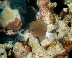 Image de Pycnochromis hanui (Randall & Swerdloff 1973)