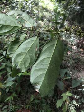 Image of Lacistema aggregatum (Berg.) Rusby