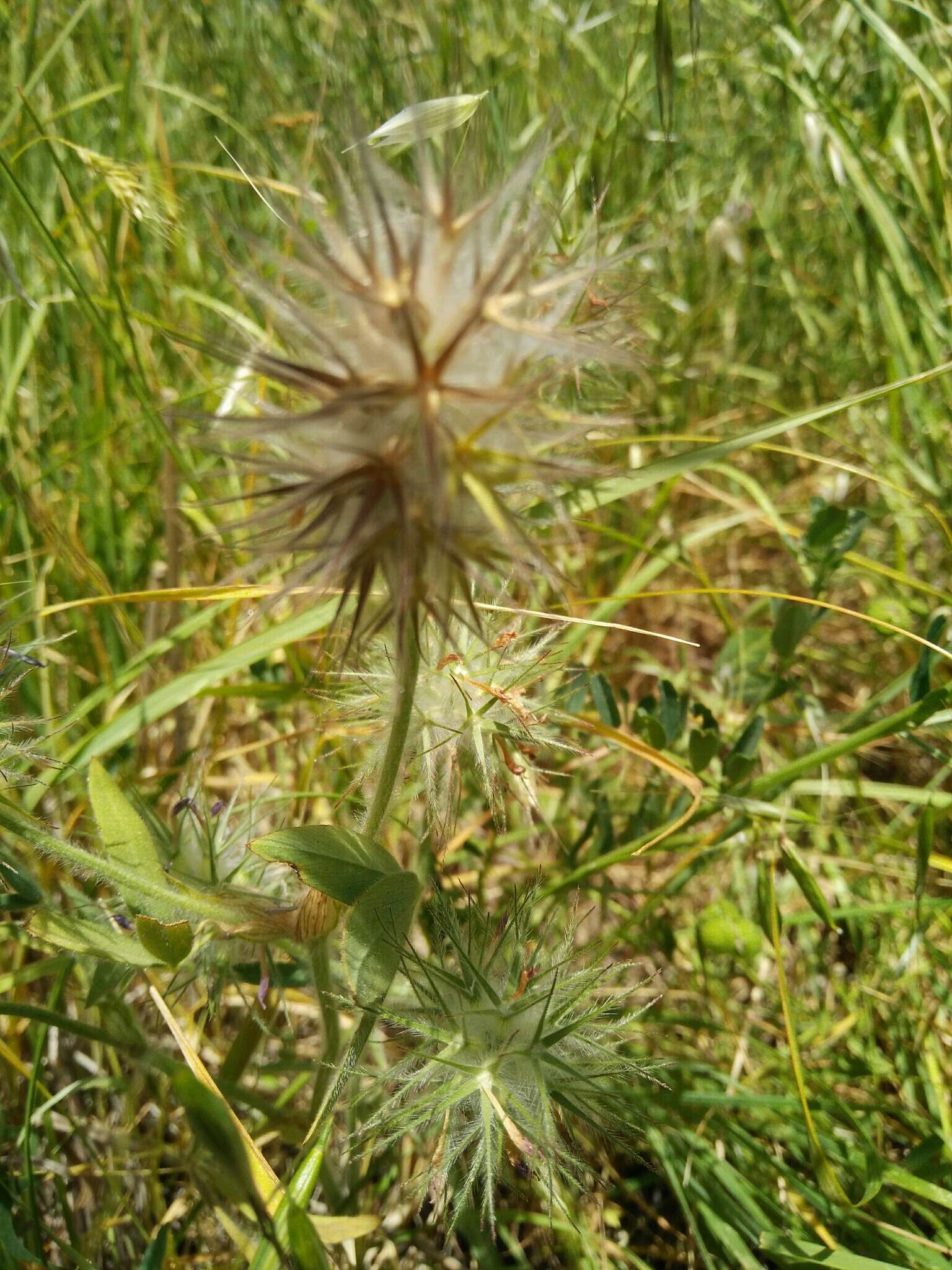 Imagem de Trifolium dasyurum C. Presl