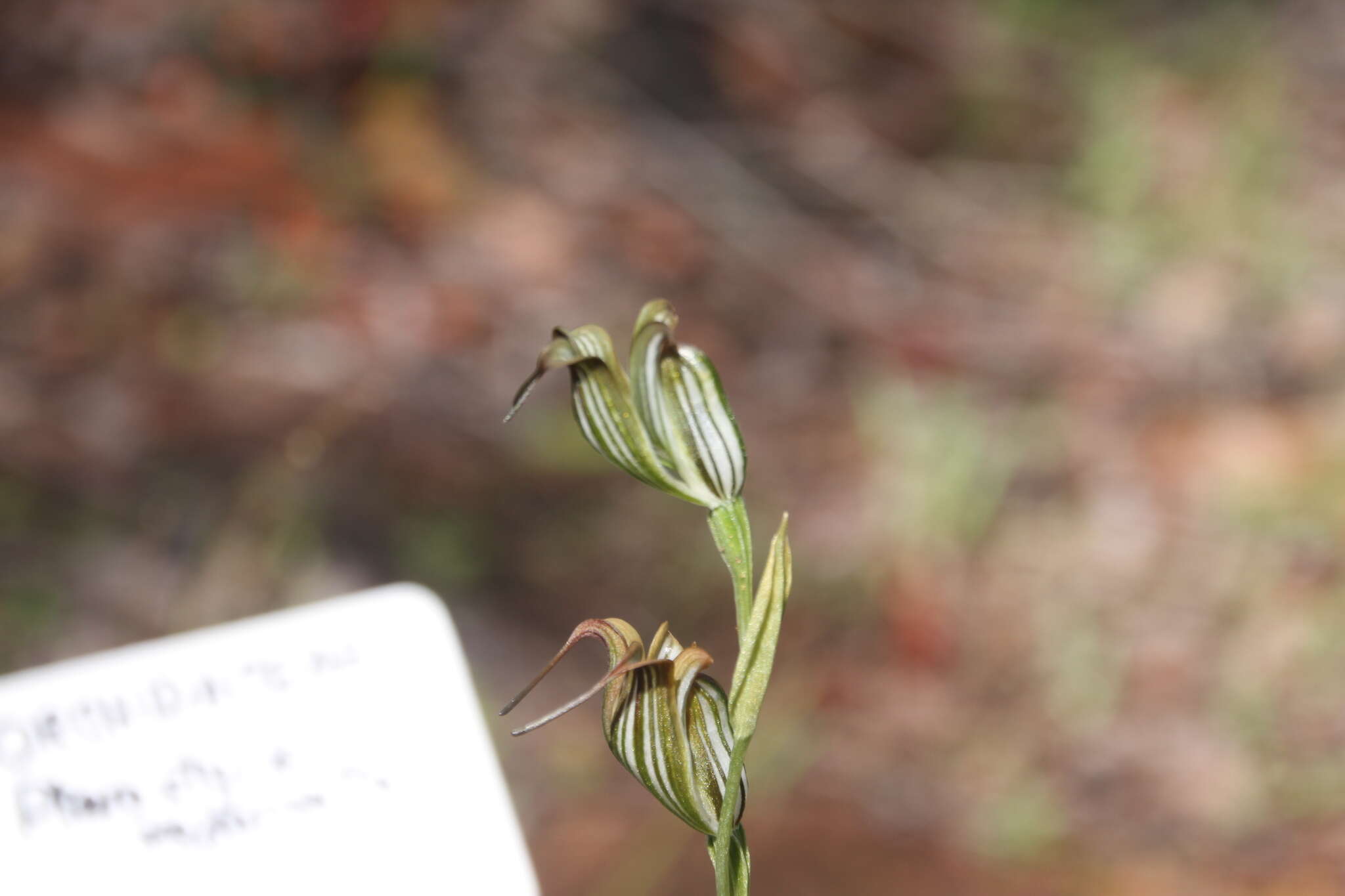 Image of Jug orchid