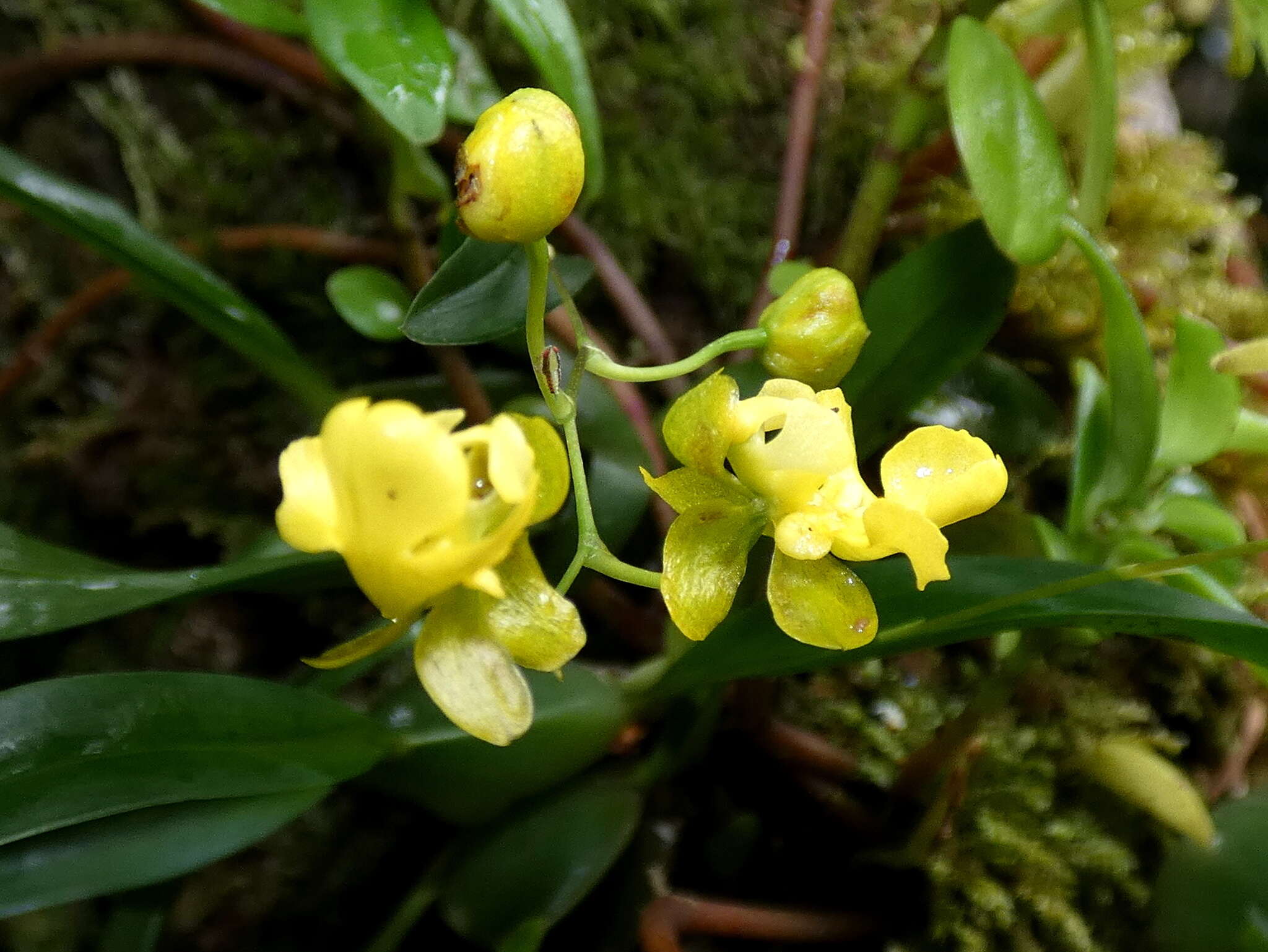 Image of Oncidium cheirophorum Rchb. fil.