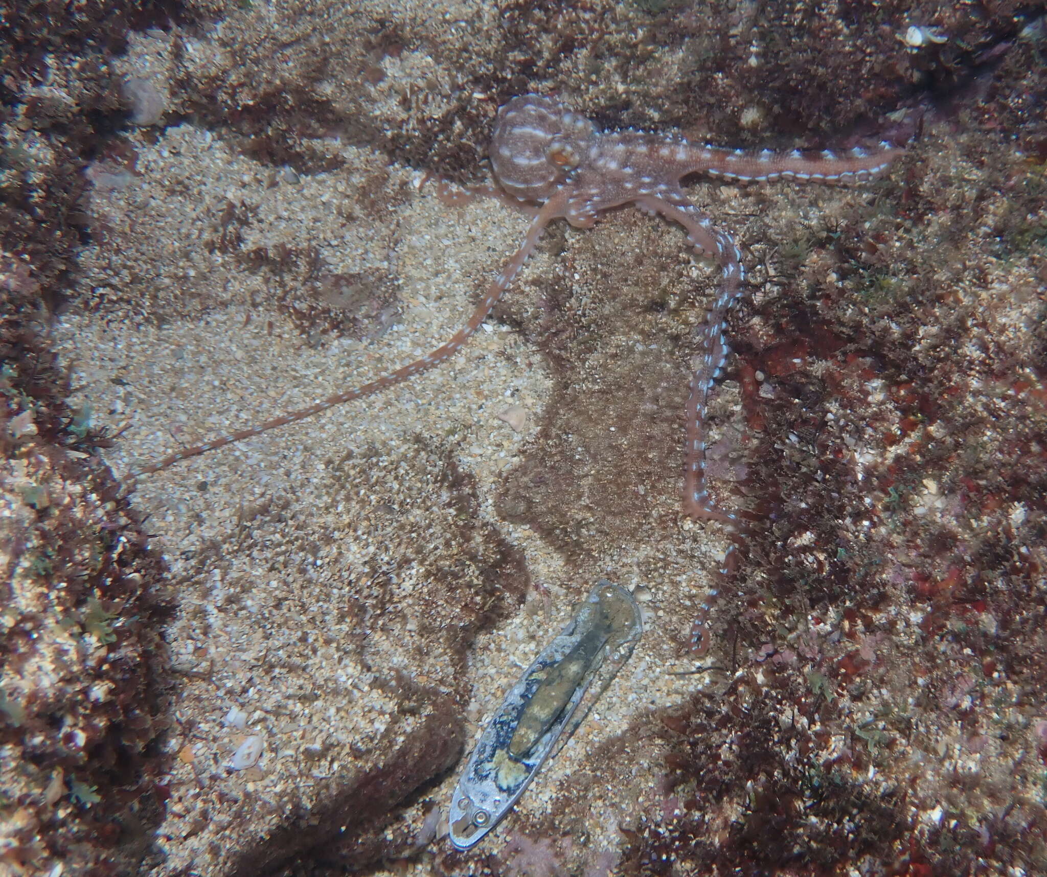 Слика од Callistoctopus ornatus (Gould 1852)