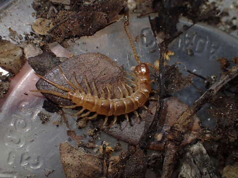 Image of Gosibius subgen. Gosibius Chamberlin 1912