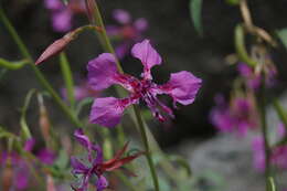 صورة Clarkia mildrediae subsp. mildrediae