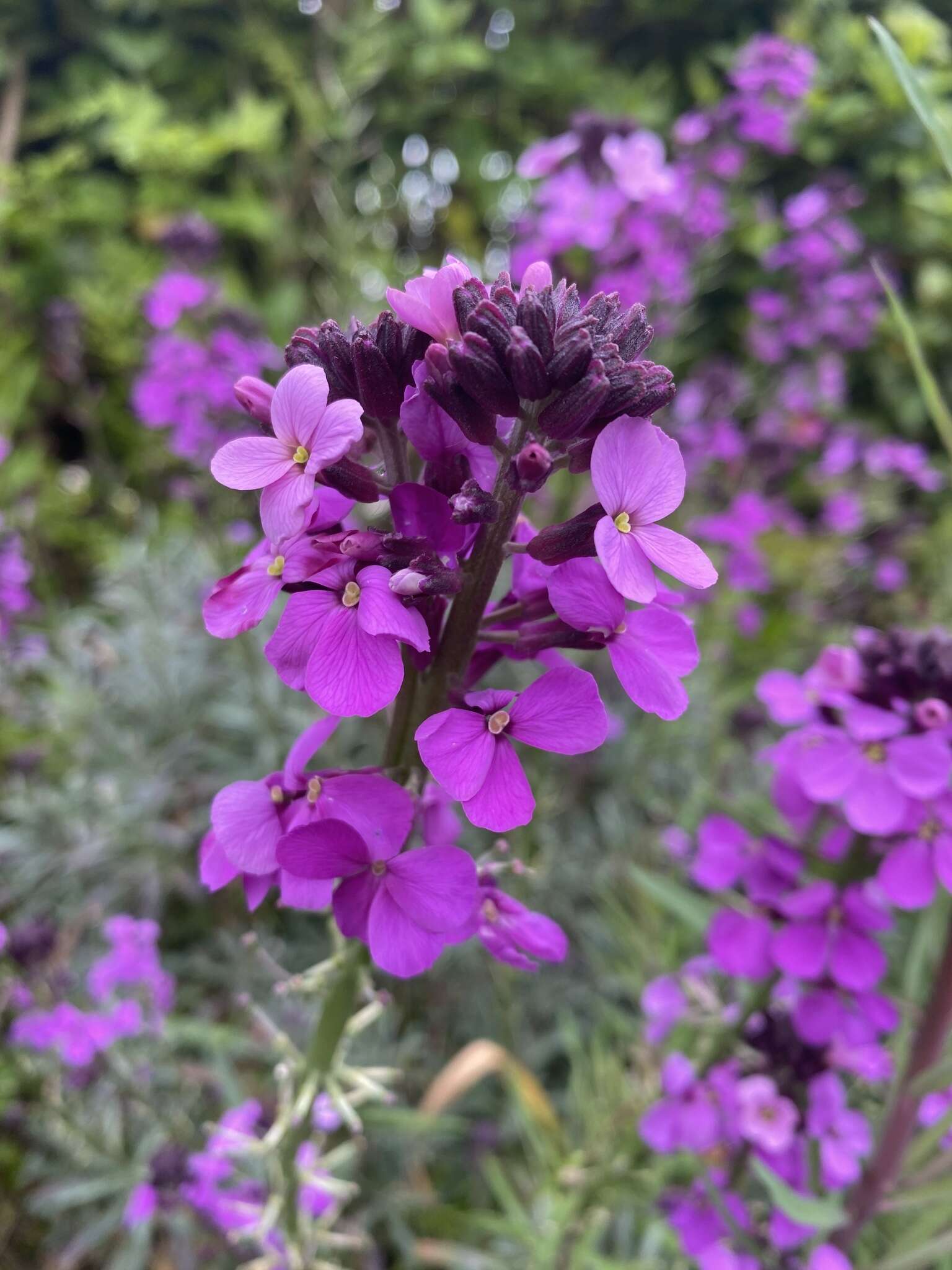 Image of Erysimum linifolium (Pers.) J. Gay